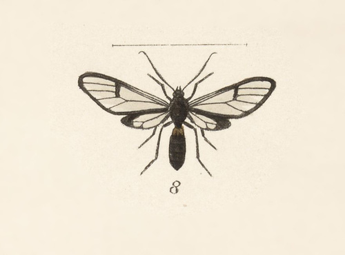 Syntrichura placida