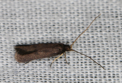 Lecithocera micromela