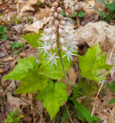 Tiarella austrina