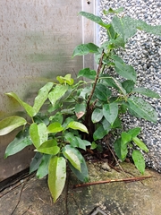 Ficus subpisocarpa