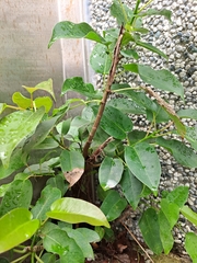 Ficus subpisocarpa