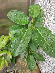 Ficus subpisocarpa