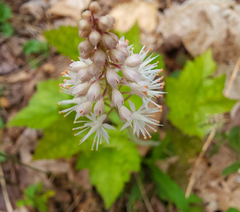 Tiarella austrina