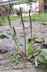 Plantago asiatica