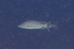 Lethrinus olivaceus