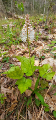 Tiarella austrina