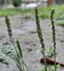 Plantago asiatica