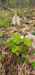 Tiarella austrina