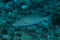 Lethrinus xanthochilus