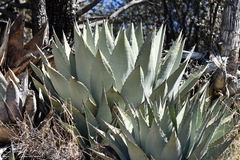 Agave parryi parryi
