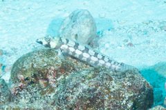 Parapercis tetracantha