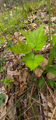 Tiarella austrina