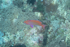 Pseudanthias cooperi