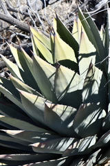 Agave parryi parryi