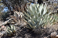 Agave parryi parryi