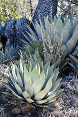 Agave parryi parryi