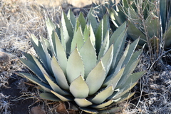 Agave parryi parryi