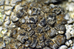 Dimelaena californica