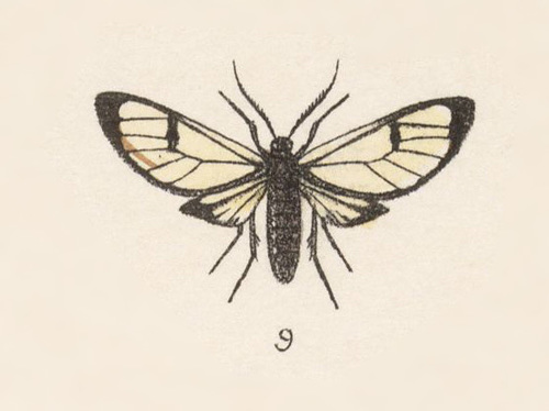 Diptilon philocles