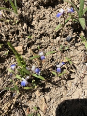 Collinsia torreyi