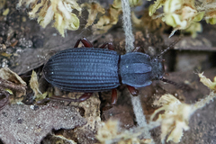 Eulabis bicarinata