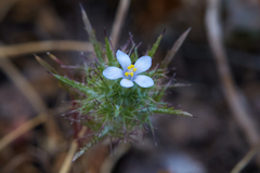 Navarretia tagetina