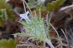 Navarretia tagetina
