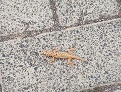 Hemidactylus brookii