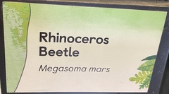 Megasoma mars