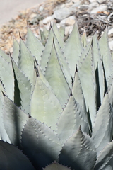 Agave parryi parryi
