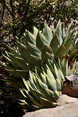 Agave parryi parryi