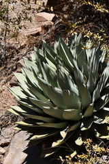 Agave parryi parryi