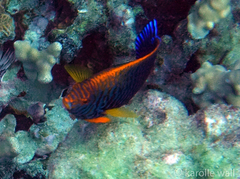 Centropyge potteri