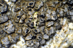 Dimelaena californica