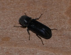 Amphicerus