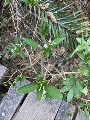 Rauvolfia verticillata