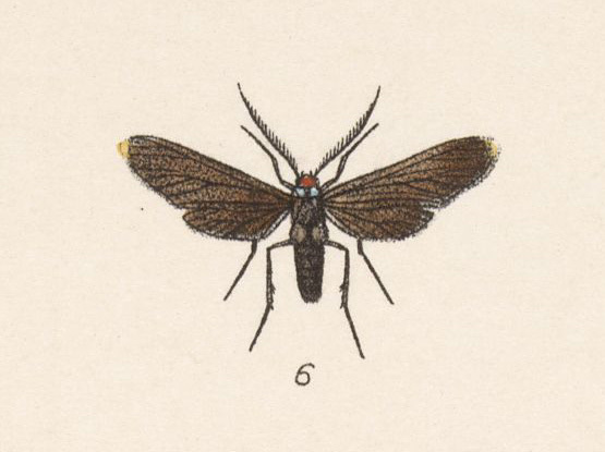 Uranophora guatemalena
