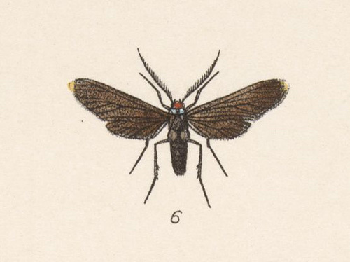 Uranophora guatemalena