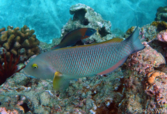 Ballieu's Wrasse photo 1
