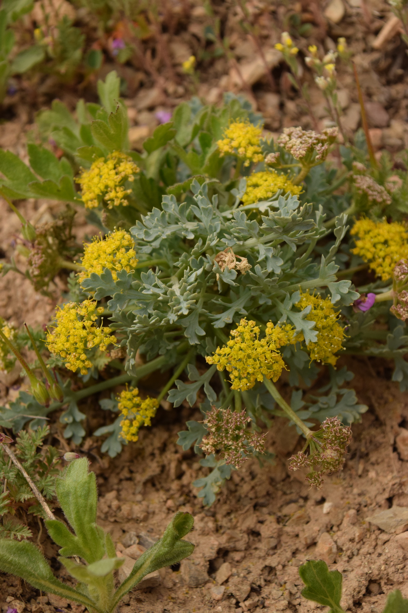 Cymopterus longipes