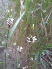 Eleocharis palustris