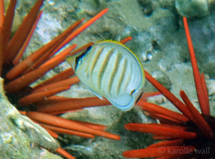 Chaetodon multicinctus