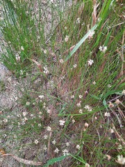 Eleocharis palustris