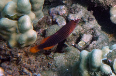 Pseudocheilinus octotaenia