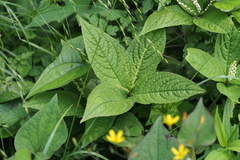 Chloranthus serratus