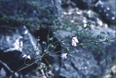 Prostanthera saxicola
