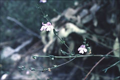 Prostanthera saxicola