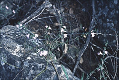 Prostanthera saxicola