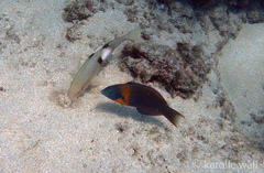 Parupeneus pleurostigma