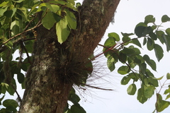 Tillandsia juncea
